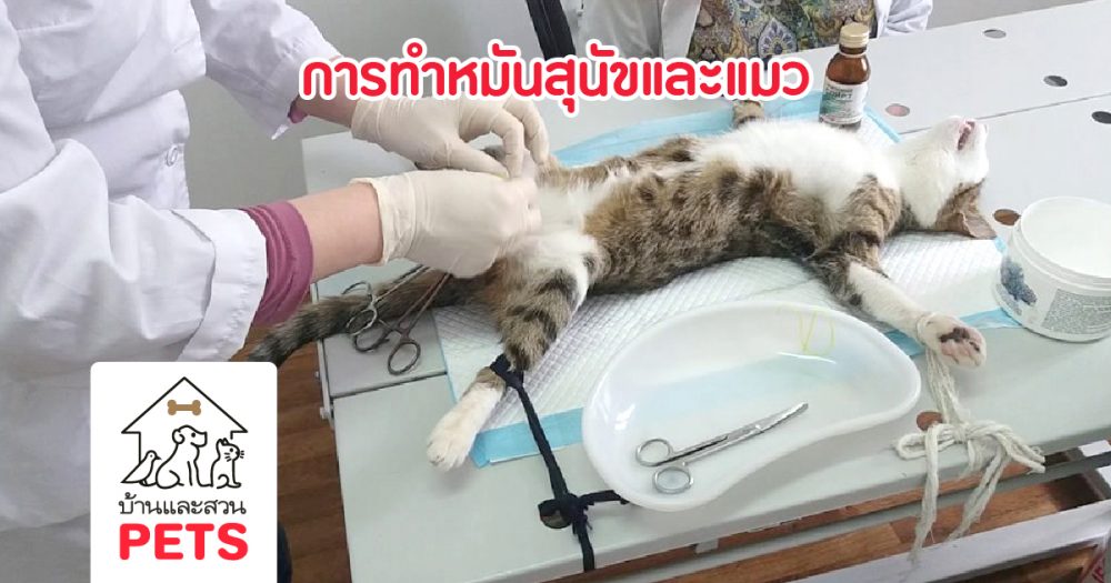 ข้อดีและข้อเสียของการ ทำหมันสุนัข และแมว การทำหมันสุนัขและแมว