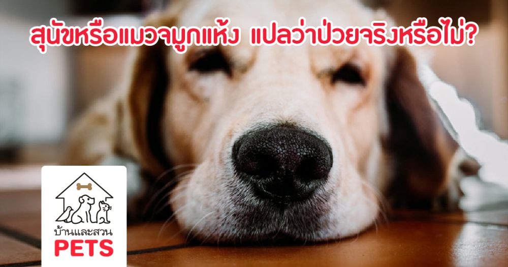 เมื่อสุนัขหรือแมวจมูกแห้ง แปลว่าป่วยจริงหรือไม่?
