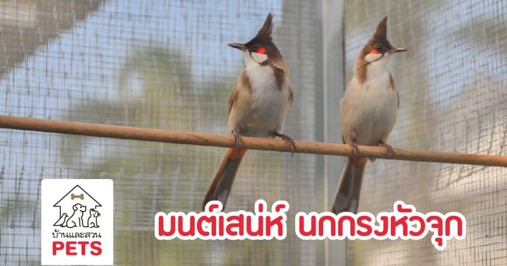 นกกรงหัวจุก (นัก)ร้องเสียงทอง ที่มีสีสันสวยงาม