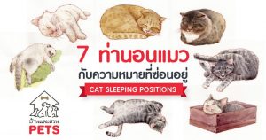 7 ท่านอนแมว กับความหมายที่ซ่อนอยู่
