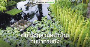 10 ต้นไม้จัดสวนหน้าบ้าน ที่ทนน้ำ ปลูกประดับสวนบนบกได้ แต่ถ้ามีน้ำท่วมก็ไม่ตาย