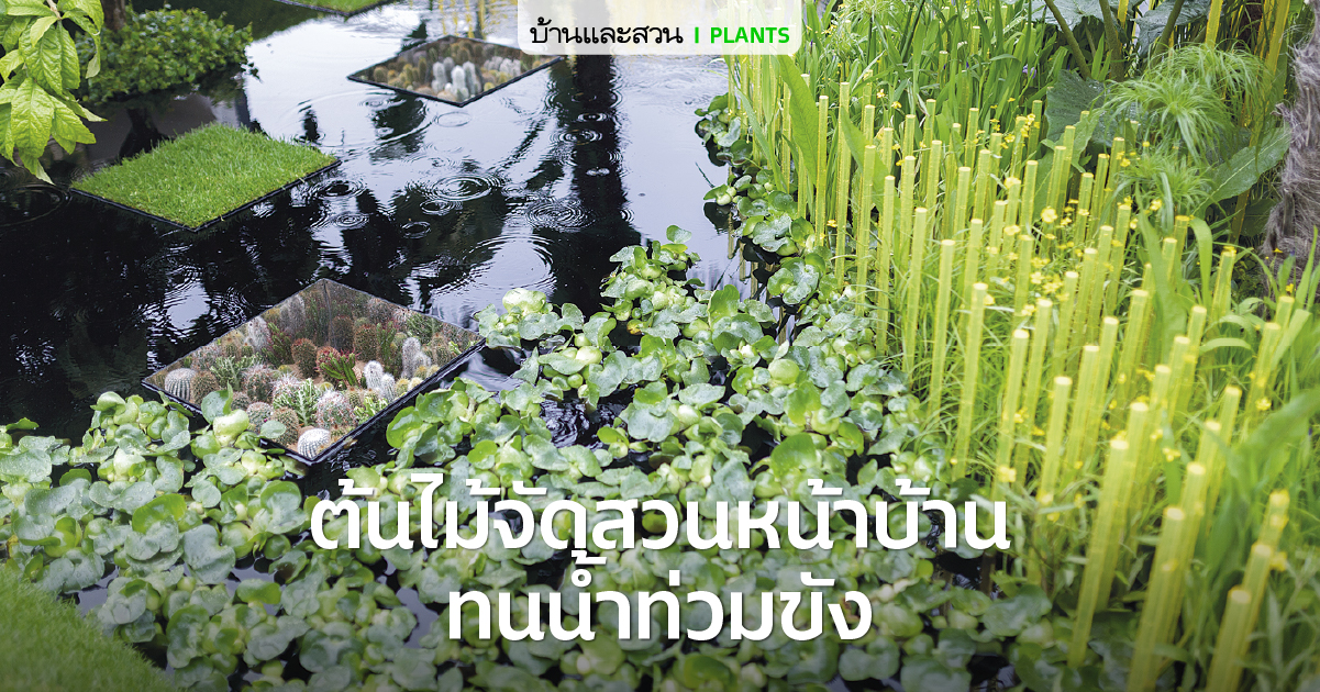 10 ต้นไม้จัดสวนหน้าบ้าน ที่ทนน้ำ ปลูกประดับสวนบนบกได้ แต่ถ้ามีน้ำท่วมก็ไม่ตาย