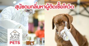 “สุนัขดมกลิ่นหาผู้ติดเชื้อโควิด-19 ที่ไม่แสดงอาการ” โดยทีมวิจัยจุฬาฯ