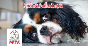 โรคลิ้นหัวใจเสื่อมในสุนัข (Degenerative Valve Disease)