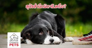 สุนัขกับการสำนึกผิด