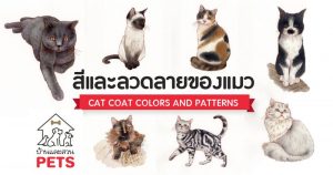 7 ลักษณะรูปแบบสีและลวดลายของแมวเหมียว