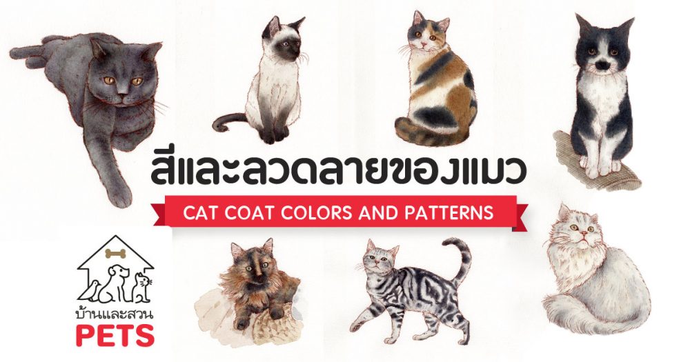 7 ลักษณะรูปแบบสีและลวดลายของแมวเหมียว