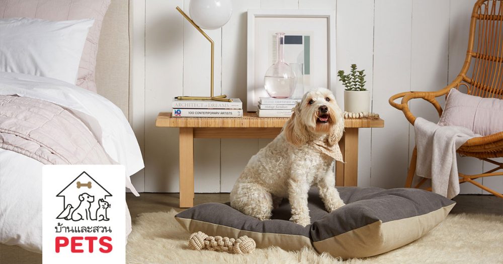 Pets Area at Home เตรียมบ้านสำหรับสัตว์เลี้ยง