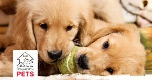ความสำคัญและความจำเป็นของชั้นเรียน Puppy Class