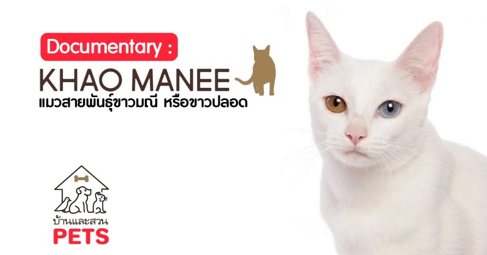 ขาวมณี หรือขาวปลอด (Khao Manee) ลักษณะสายพันธุ์และนิสัย ขาวมณี