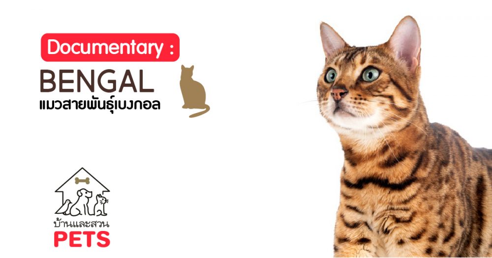 เบงกอล (Bengal) ลักษณะสายพันธุ์และนิสัย แมวเบงกอล
