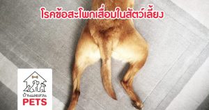 โรคข้อสะโพกเสื่อมในสัตว์เลี้ยง (Hip Dysplasia)