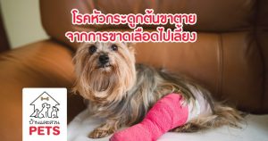 โรคหัวกระดูกต้นขาตายจากการขาดเลือดไปเลี้ยง (Legg-Calve-Perthes Disease)