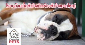 โรคกล้ามเนื้อหัวใจชนิดห้องหัวใจขยายใหญ่ (dilated cardiomyopathy : DCM)