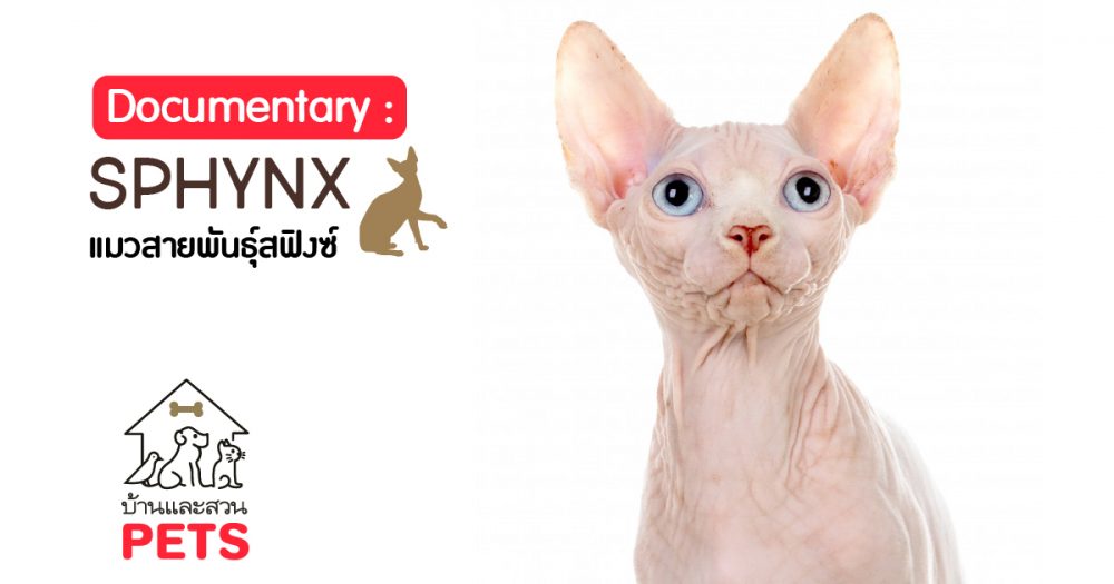 สฟิงซ์ (Sphynx) ลักษณะสายพันธุ์และนิสัย แมวสฟิงซ์