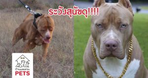 ระดับความดุของสุนัข !! ที่คุณต้องรู้ เพื่อความปลอดภัยในชีวิต