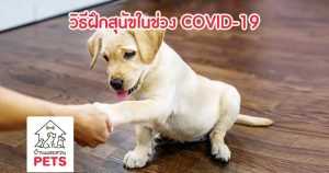 7 ขั้นตอน ฝึกลูกสุนัขที่บ้านด้วยตนเอง ในช่วง COVID-19