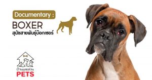 บ็อกเซอร์ (Boxer) ลักษณะสายพันธุ์และนิสัย