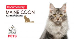เมนคูน (Maine Coon) ลักษณะสายพันธุ์และนิสัย เมนคูน
