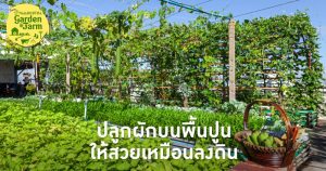 ปัญหาของคนพื้นที่จำกัด แม้มีเพียงพื้นปูนก็สามารถปลูกผักให้สวยได้