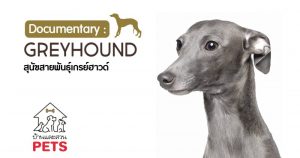 เกรฮาวด์ (Greyhounds) ลักษณะสายพันธุ์และนิสัย