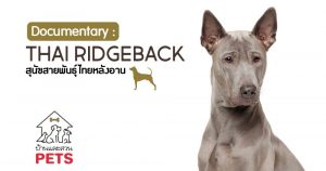 ไทยหลังอาน (Thai Ridgeback) ลักษณะสายพันธุ์และนิสัย ไทยหลังอาน