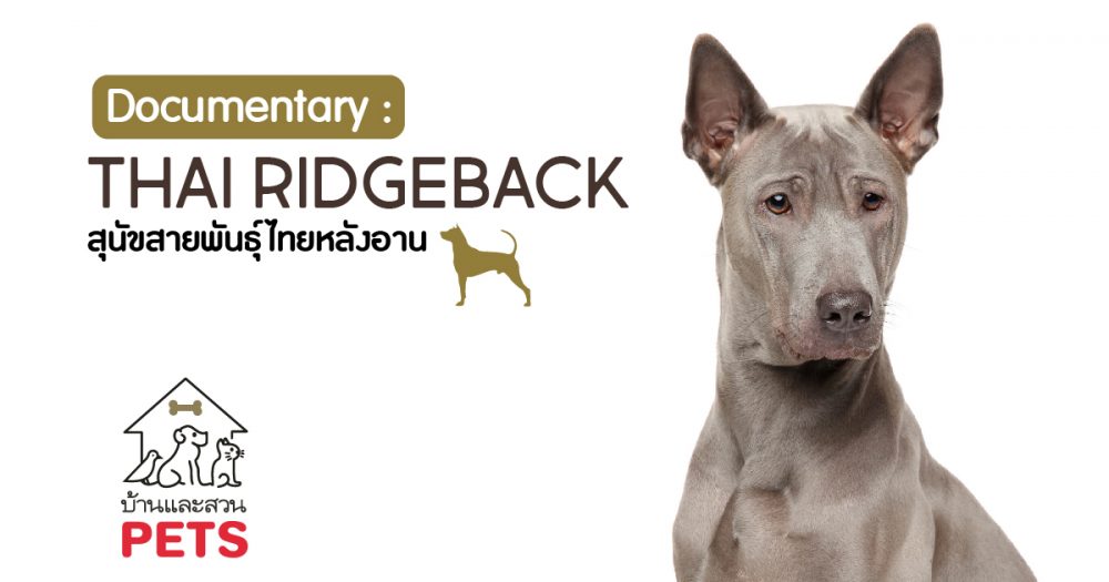 ไทยหลังอาน (Thai Ridgeback) ลักษณะสายพันธุ์และนิสัย ไทยหลังอาน
