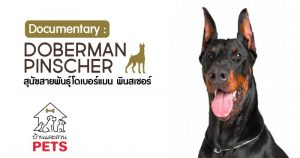 โดเบอร์แมน พินสเชอร์ (Doberman Pinscher) ลักษณะสายพันธุ์และนิสัย