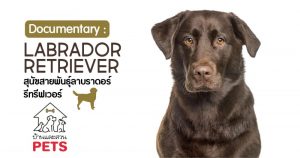 ลาบราดอร์ รีทรีฟเวอร์ (Labrador Retriever) ลักษณะสายพันธุ์และนิสัย