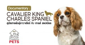 คาวาเลียร์ คิง ชาลส์ สแปเนียล (Cavalier King Charles Spaniel) ลักษณะสายพันธุ์และนิสัย คาวาเลียร์ คิง ชาลส์ สแปเนียล
