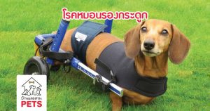 โรคหมอนรองกระดูก (Intervertebral Disc Disease : IVDD)