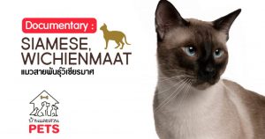 วิเชียรมาศ (Siamese/Wichienmaat) ลักษณะสายพันธุ์และนิสัย วิเชียรมาศ