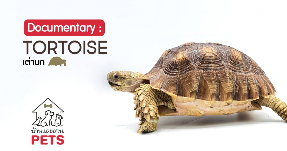 เต่าบก (Tortoise) ลักษณะสายพันธุ์และนิสัย