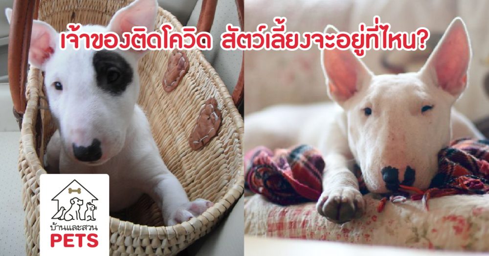 ข้อควรปฏิบัติกับสัตว์เลี้ยง เมื่อท่านป่วยด้วยโรค COVID-19