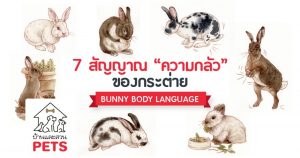 7 สัญญาณ ความกลัวของกระต่าย พร้อมวิธีการรับมือ