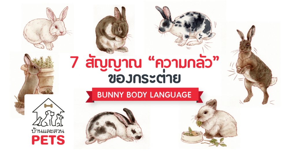 7 สัญญาณ ความกลัวของกระต่าย พร้อมวิธีการรับมือ