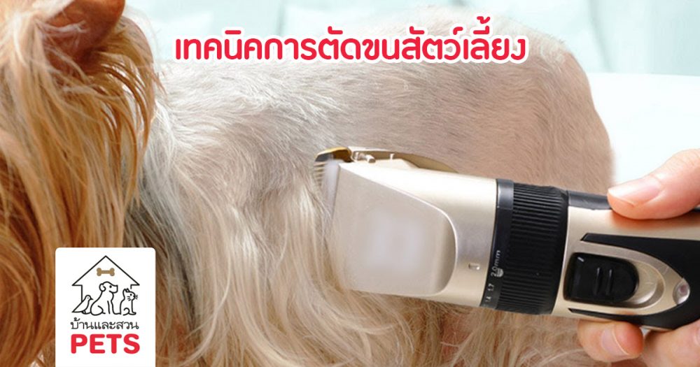 เทคนิคและข้อควรรู้สำหรับ การตัดขนสัตว์เลี้ยงด้วยตนเอง