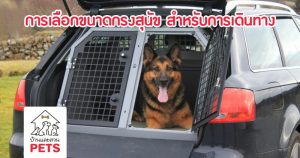 การวัดขนาดสุนัขเพื่อหากรง หรือกล่องใส่สุนัขที่เหมาะสมสำหรับการเดินทาง