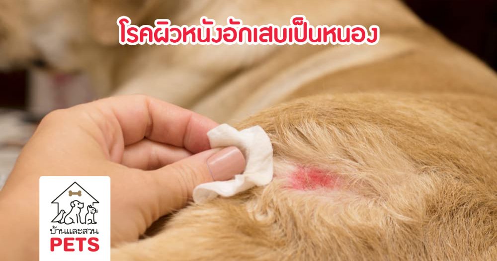 โรคผิวหนังอักเสบเป็นหนอง