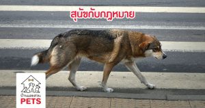 3 เกร็ดข้อ กฎหมายที่เกี่ยวกับสุนัขเร่ร่อน
