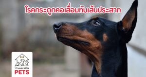 โรคกระดูกคอเสื่อมทับเส้นประสาทในสุนัข (Wobbler Syndrome)