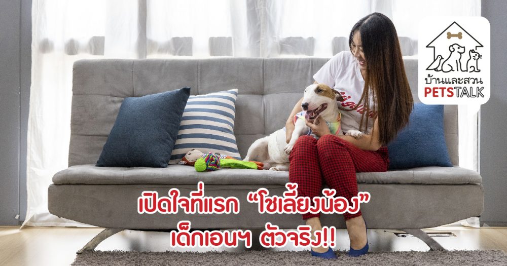 “โชเลี้ยงน้อง” กับอาชีพเดินจูงสุนัข รายได้เสริมหลักหมื่น