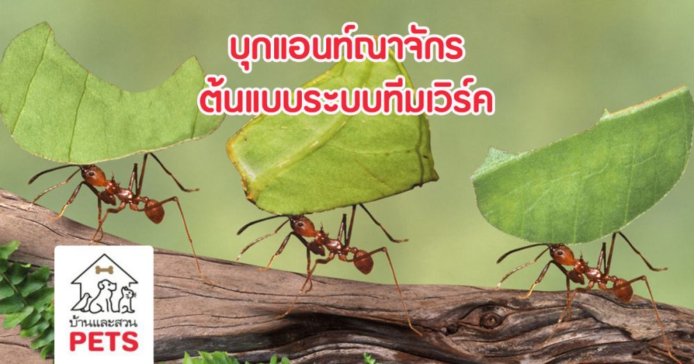 บุกแอนท์ณาจักร กับระบบต้นแบบของ Teamwork