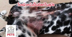 โรคผิวหนังเป็นยีสต์ในสุนัข (Canine Malassezia dermatitis)