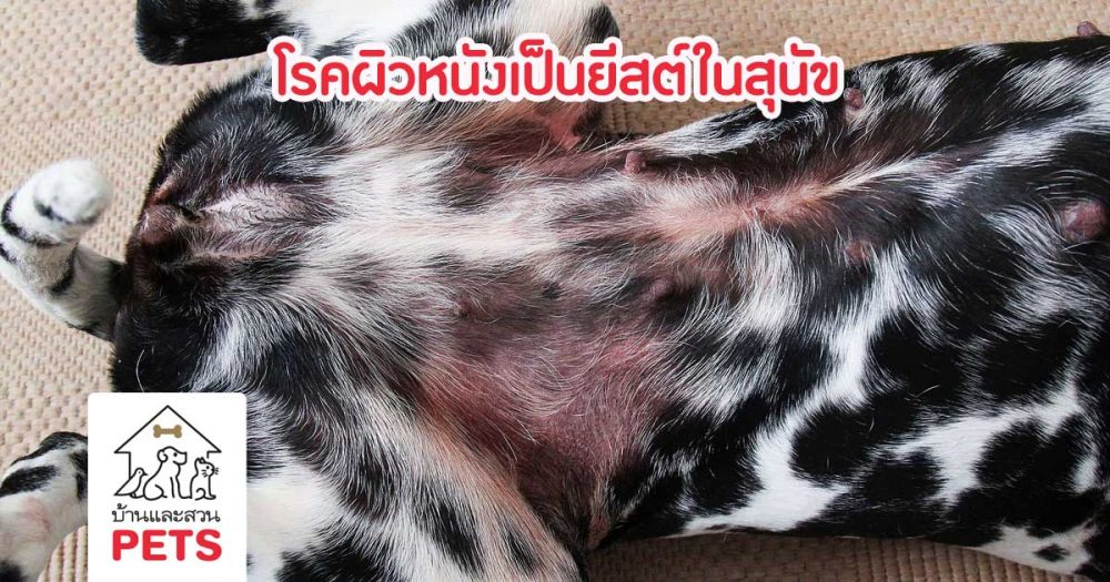 โรคผิวหนังเป็นยีสต์ในสุนัข (Canine Malassezia dermatitis)