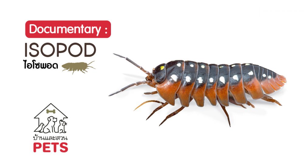 ไอโซพอด (Isopod) ลักษณะสายพันธุ์และนิสัย