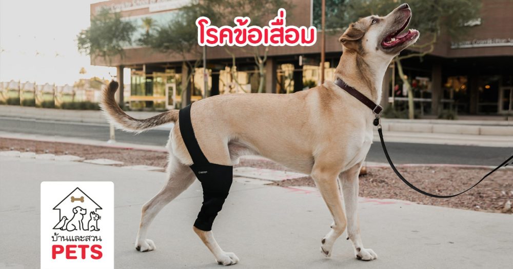 โรคข้อเสื่อม (Degenerative Joint Disease : DJD) โรคข้อเสื่อม