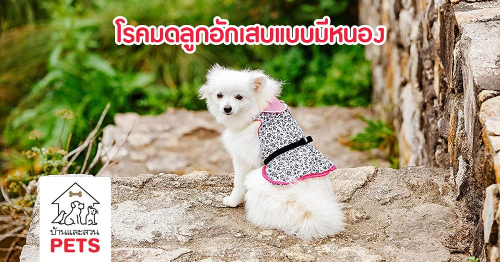 มดลูกอักเสบ (pyometra) ความผิดปกติของสุนัขและแมวเพศเมีย