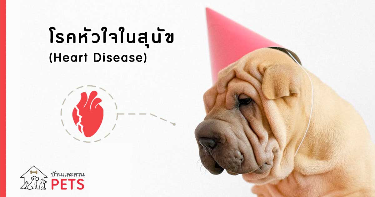 โรคหัวใจสุนัข