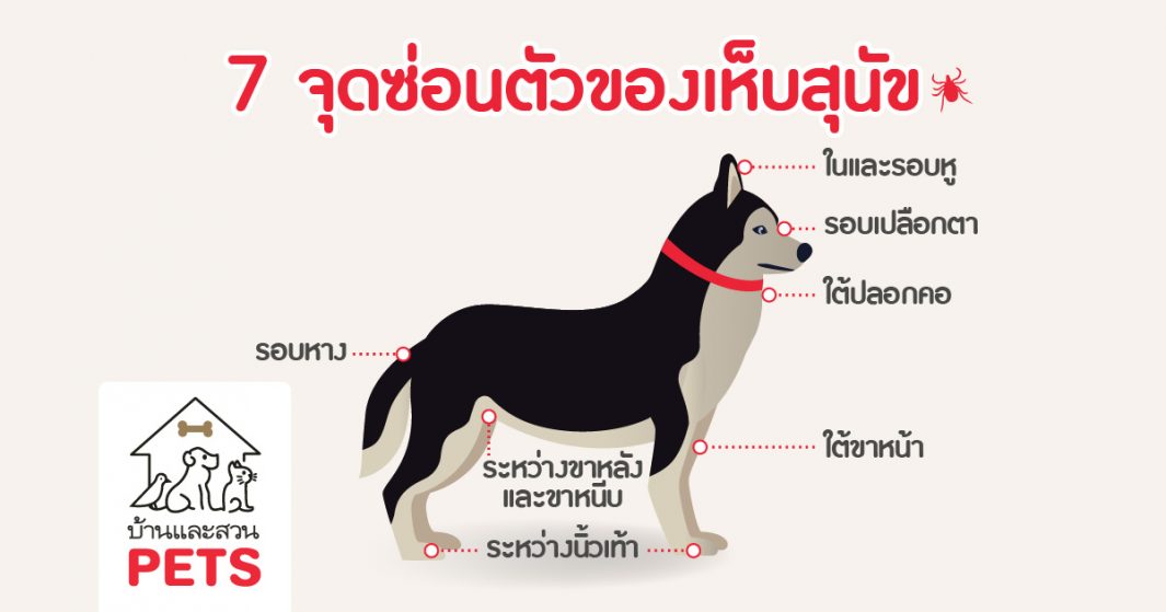 7 จุดซ่อนตัวของเห็บสุนัข เห็บสุนัข